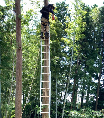 草刈り・伐採・伐根工事